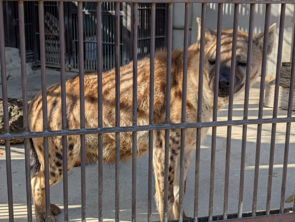 宇都宮動物園のハイエナ
