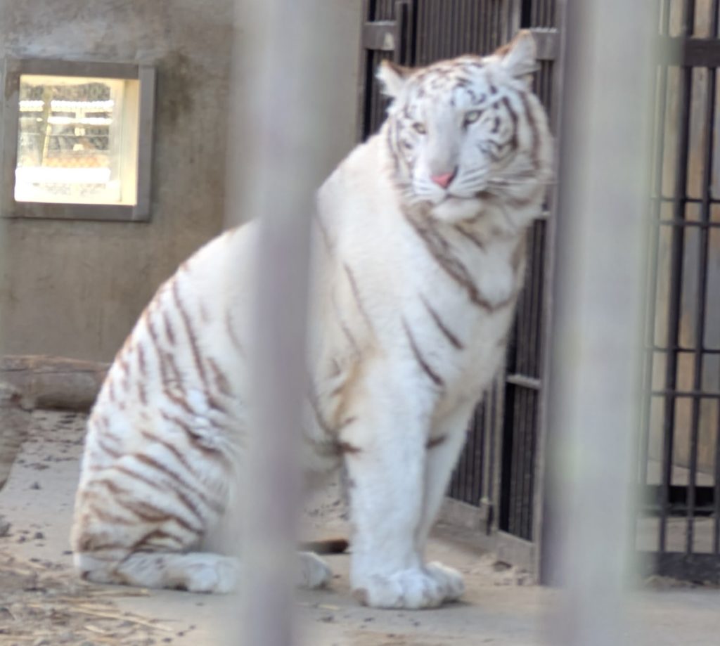 宇都宮動物園のホワイトタイガー