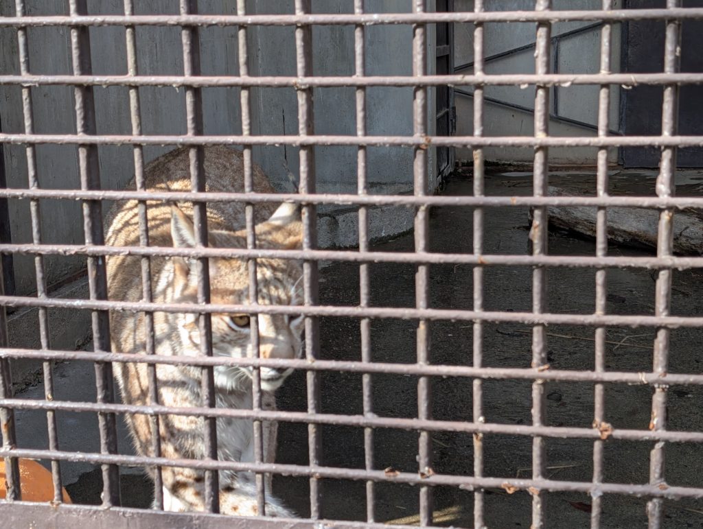 宇都宮動物園のメスライオン