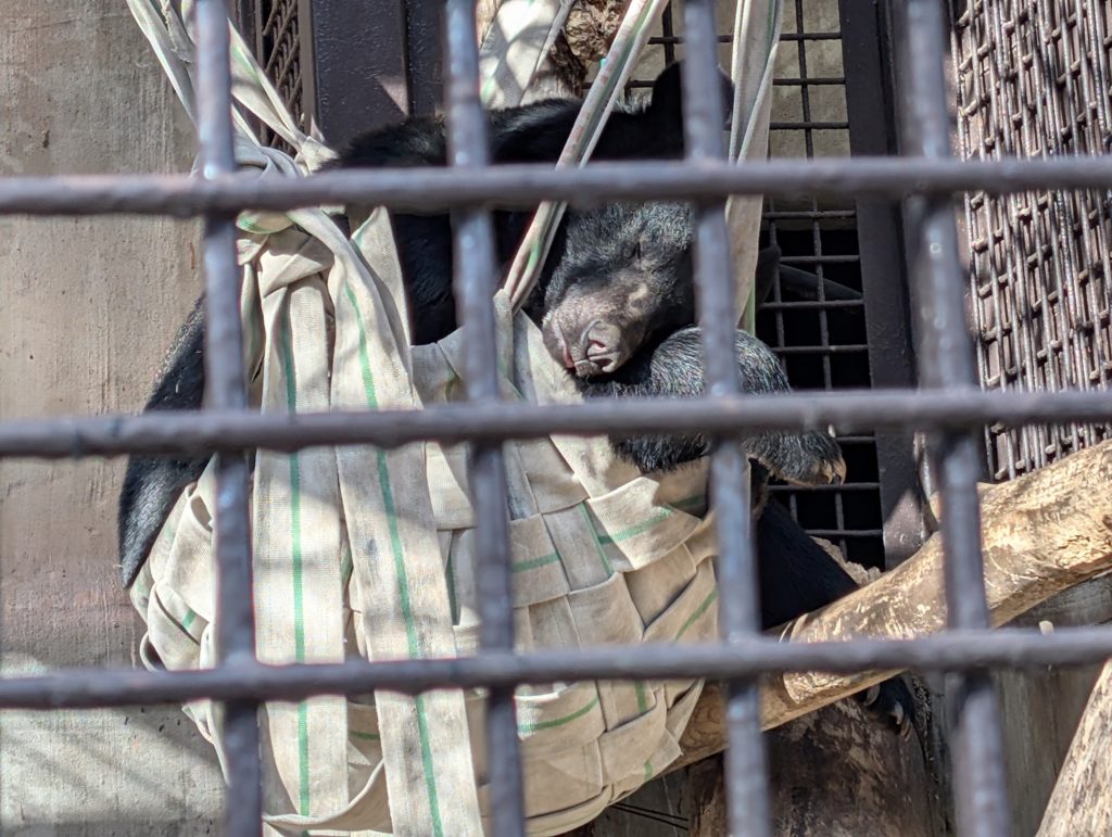 宇都宮動物園の熊
