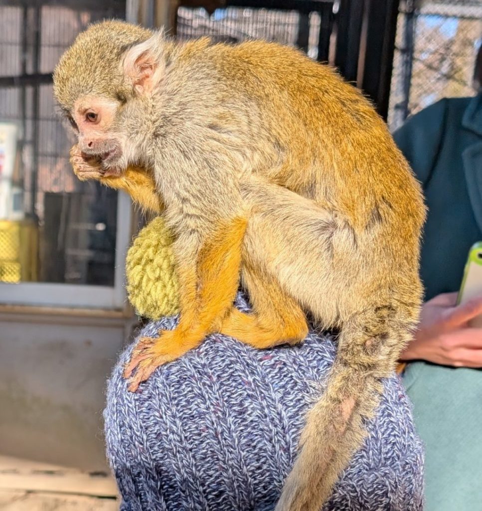 リスザルの肩乗り