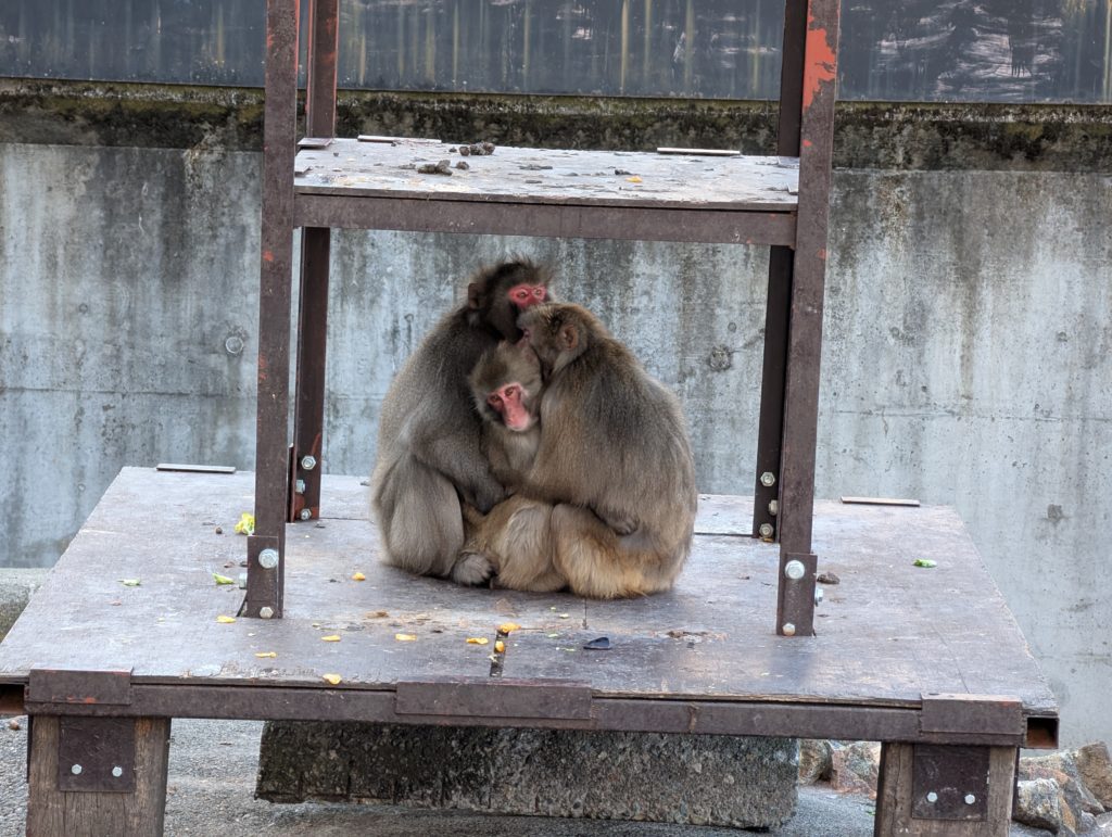 宇都宮動物園のサル寄せ合い