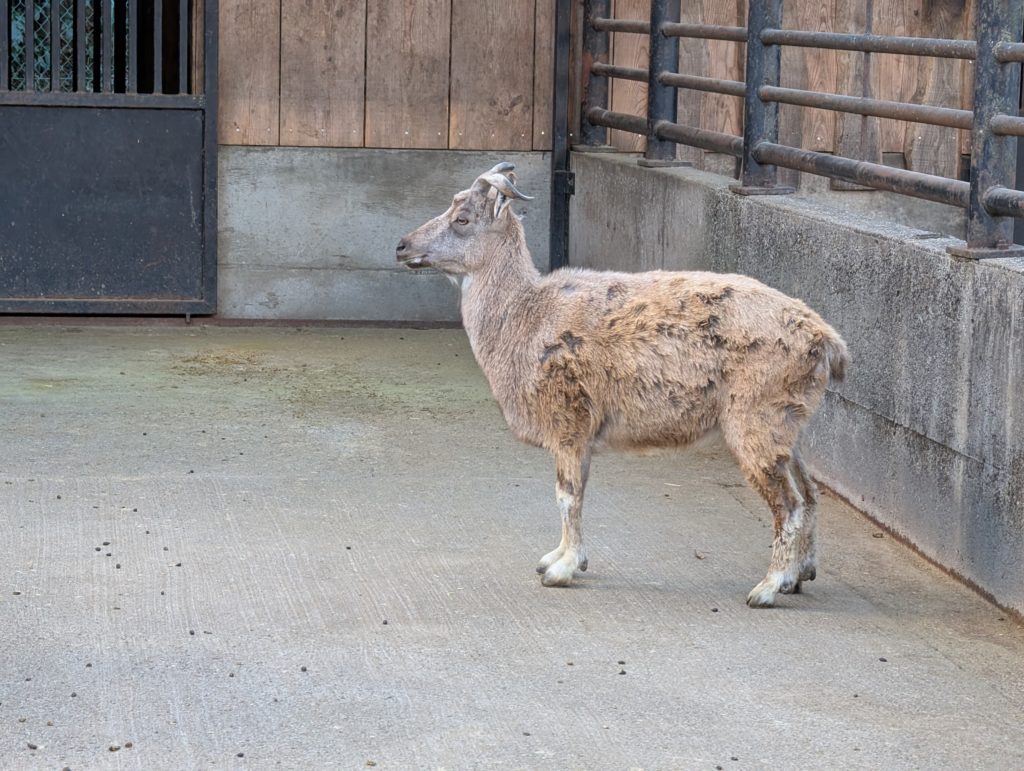 宇都宮動物園の鹿
