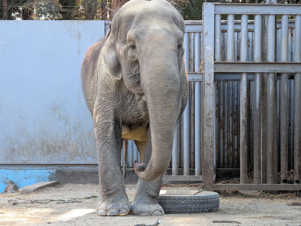 宇都宮動物園のゾウ
