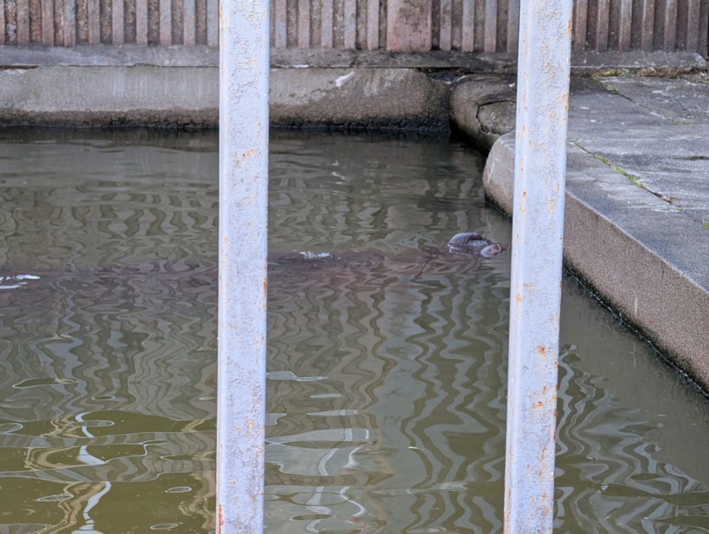 宇都宮動物園のカバ