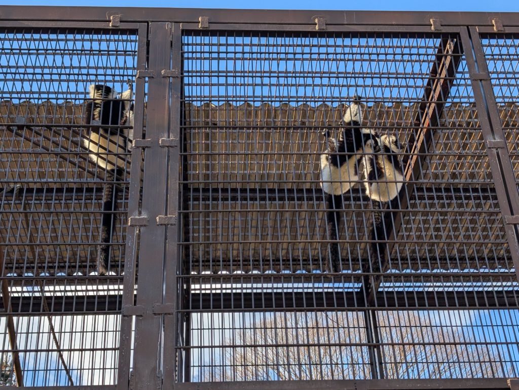 宇都宮動物園のサル