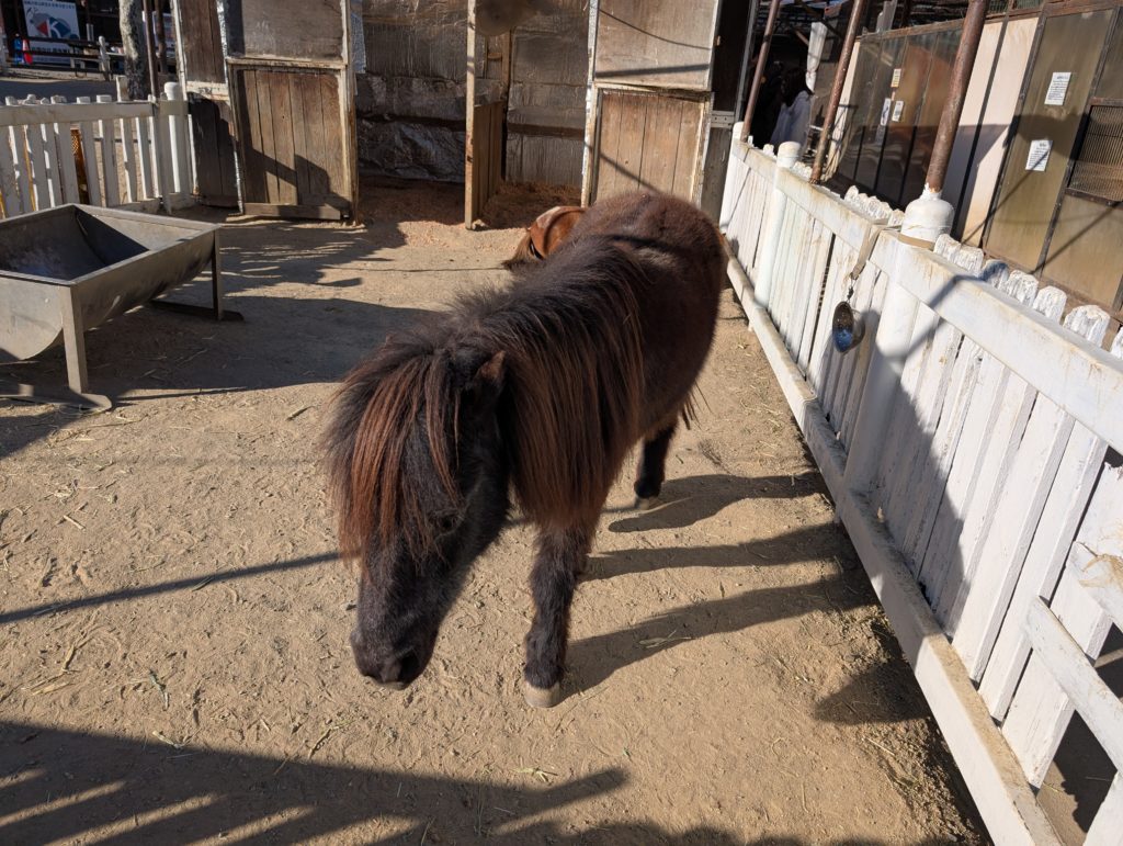 宇都宮動物園のポニー