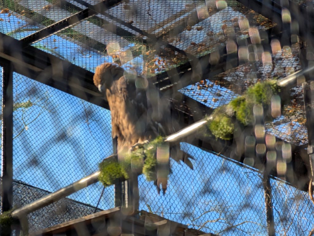 宇都宮動物園のワシ
