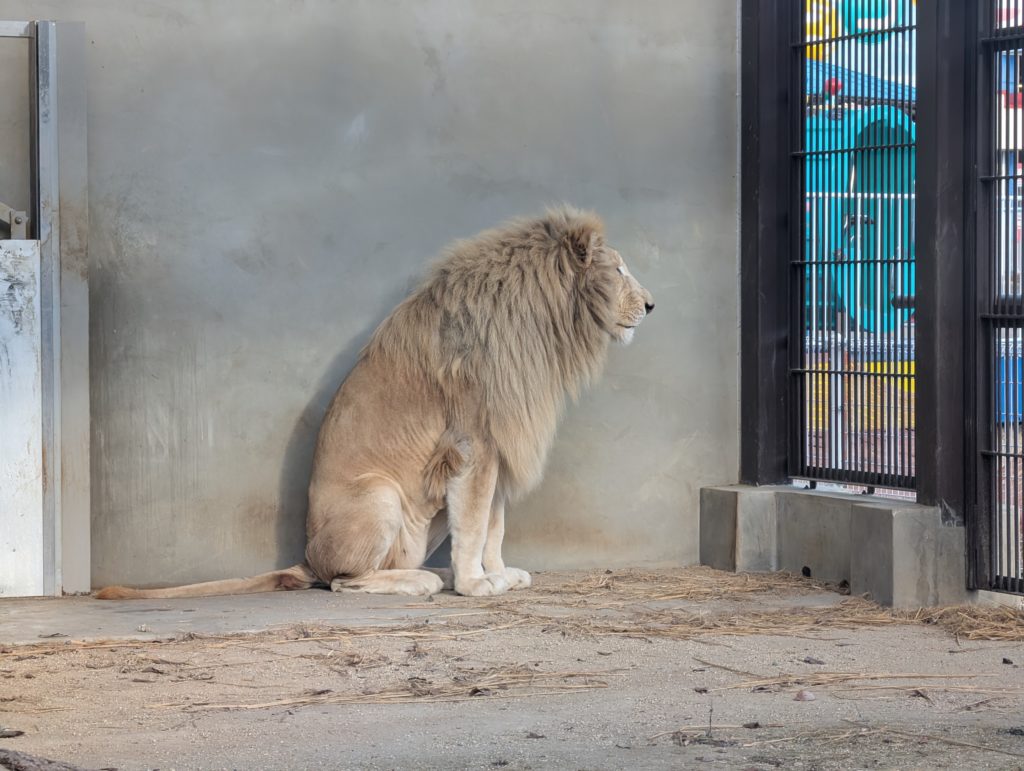 宇都宮動物園のオスライオン